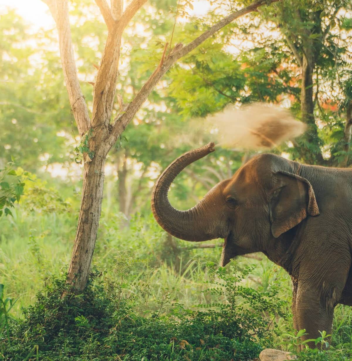 Elephant in sanctuary