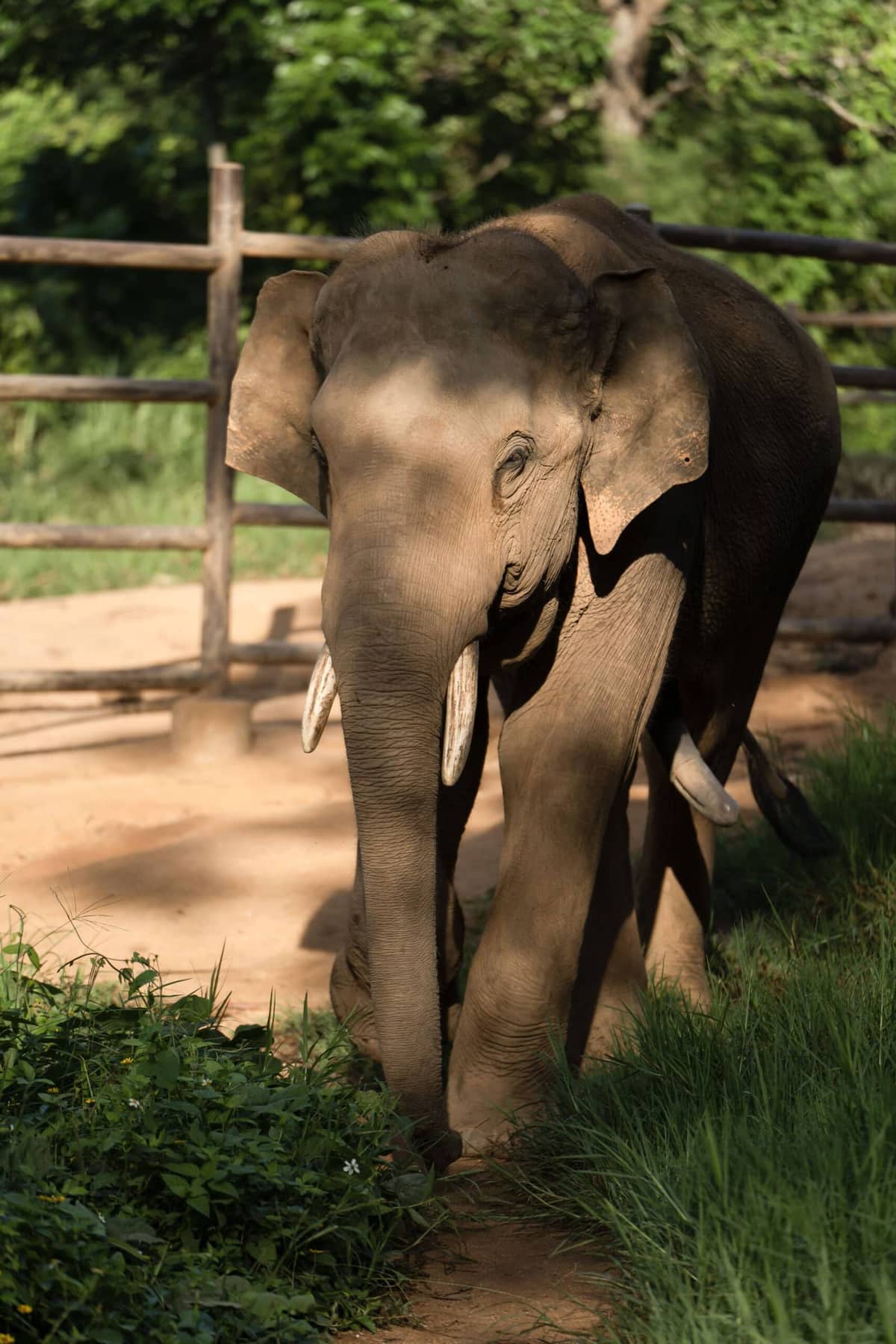 Thong Ngien