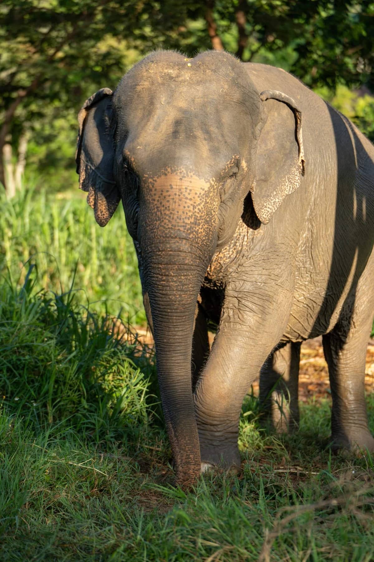 Thong Kham