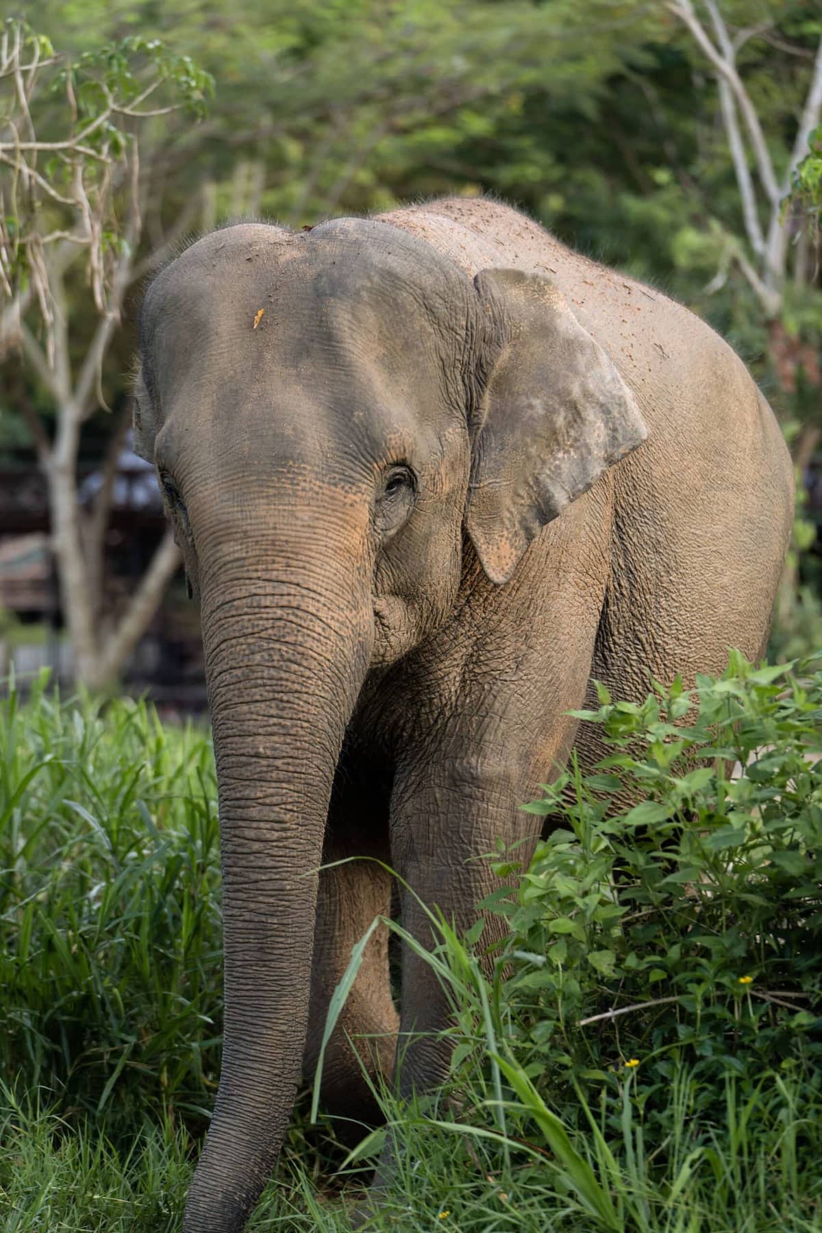 Nong Pui