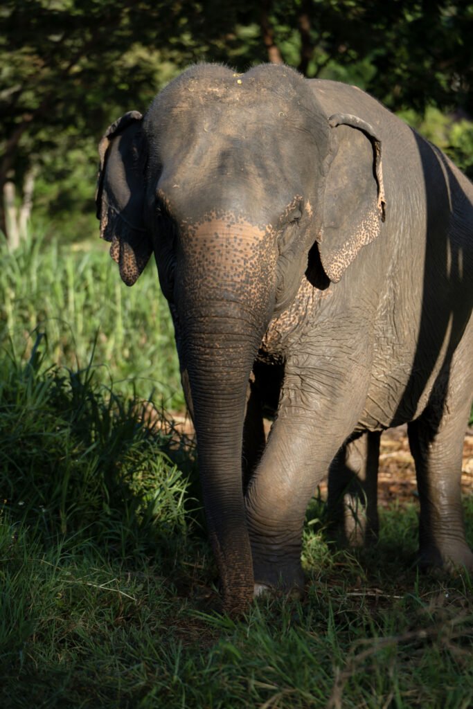 Thong Kham