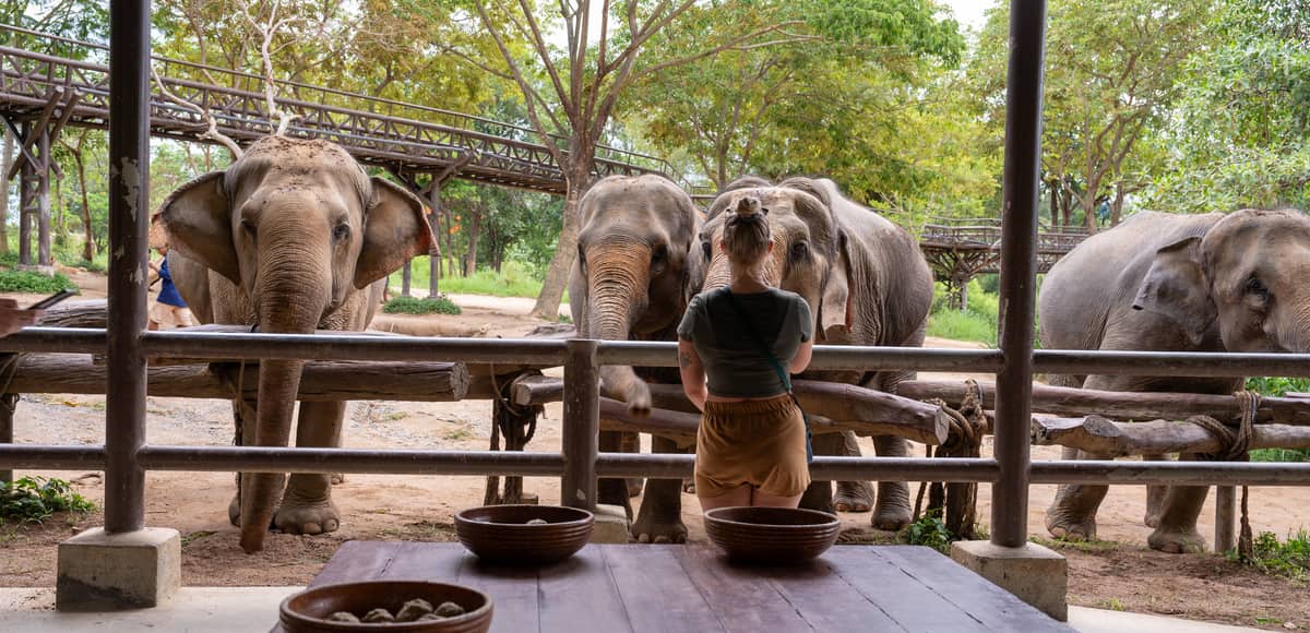 Elephant Adoption (6 months)
