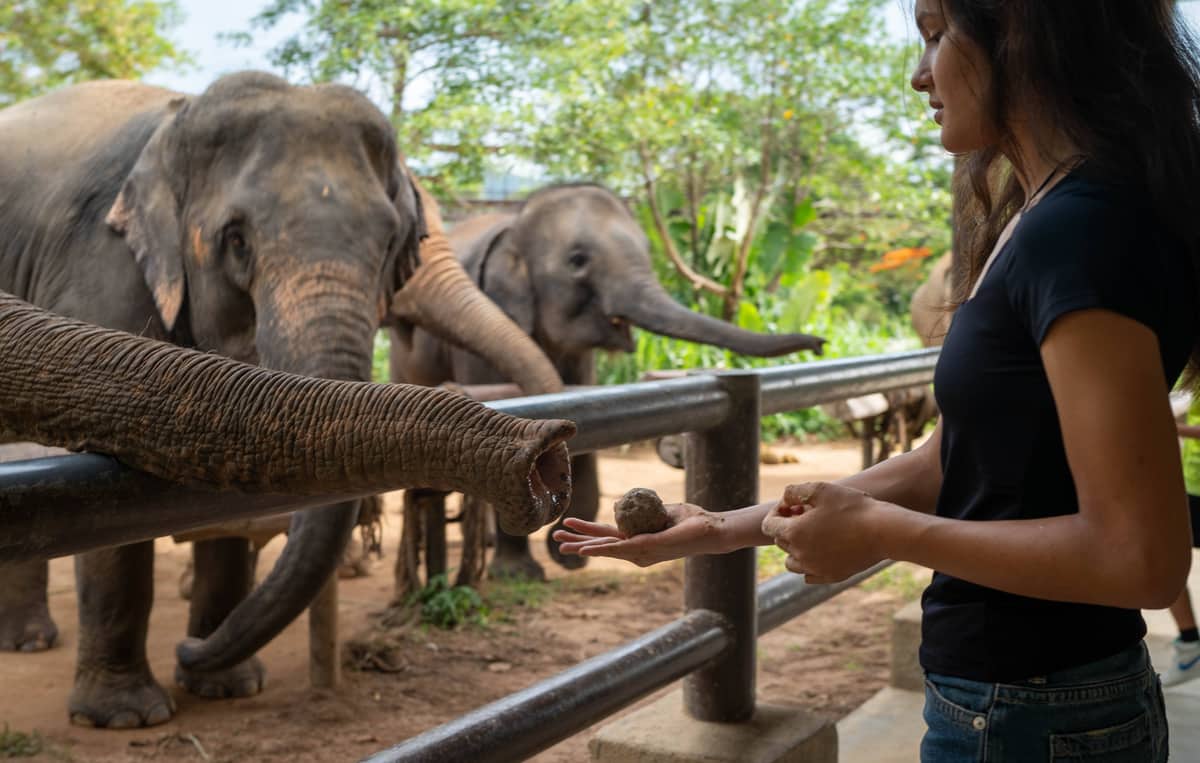 Elephant Adoption (3 months)