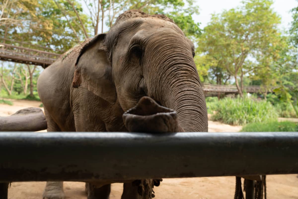 Elephant Adoption (1 year)