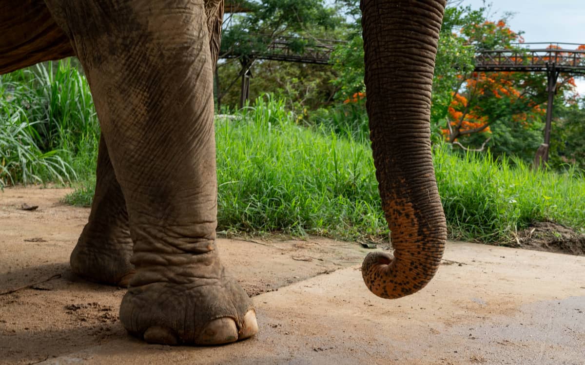 Elephant Adoption (One Month)