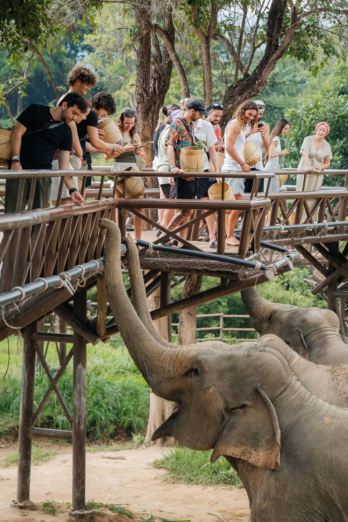 Elephant herd in sanctuary