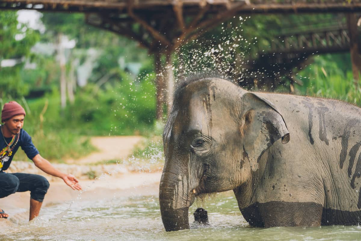 Hand resting gently on an elephant