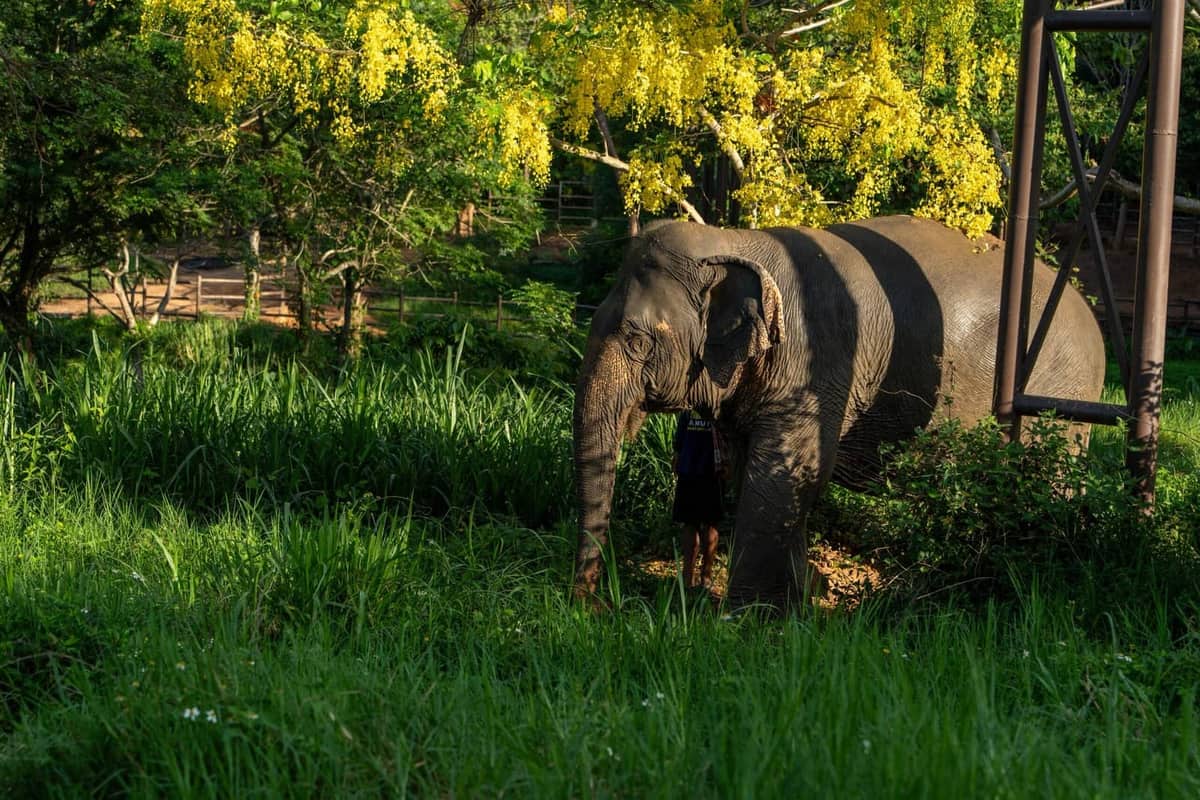 Thong Kham